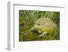 African Bullfrog (Pyxicephalus Adspersus)-Lynn M^ Stone-Framed Photographic Print