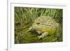 African Bullfrog (Pyxicephalus Adspersus)-Lynn M^ Stone-Framed Photographic Print