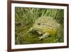 African Bullfrog (Pyxicephalus Adspersus)-Lynn M^ Stone-Framed Photographic Print