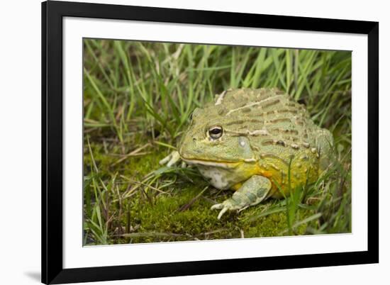 African Bullfrog (Pyxicephalus Adspersus)-Lynn M^ Stone-Framed Photographic Print