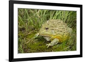 African Bullfrog (Pyxicephalus Adspersus)-Lynn M^ Stone-Framed Photographic Print