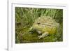 African Bullfrog (Pyxicephalus Adspersus)-Lynn M^ Stone-Framed Photographic Print