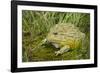 African Bullfrog (Pyxicephalus Adspersus)-Lynn M^ Stone-Framed Photographic Print