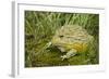 African Bullfrog (Pyxicephalus Adspersus)-Lynn M^ Stone-Framed Photographic Print