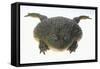 African Bullfrog-DLILLC-Framed Stretched Canvas