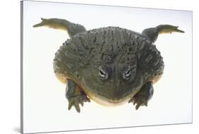 African Bullfrog-DLILLC-Stretched Canvas