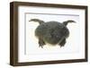 African Bullfrog-DLILLC-Framed Premium Photographic Print