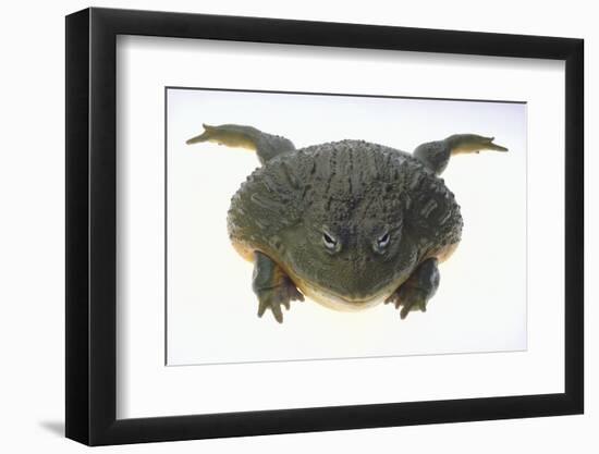 African Bullfrog-DLILLC-Framed Premium Photographic Print