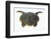 African Bullfrog-DLILLC-Framed Premium Photographic Print