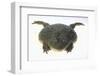 African Bullfrog-DLILLC-Framed Premium Photographic Print