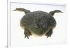 African Bullfrog-DLILLC-Framed Photographic Print