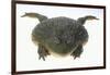 African Bullfrog-DLILLC-Framed Photographic Print