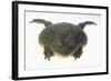 African Bullfrog-DLILLC-Framed Photographic Print