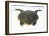 African Bullfrog-DLILLC-Framed Photographic Print
