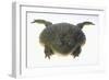 African Bullfrog-DLILLC-Framed Photographic Print