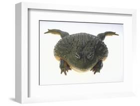 African Bullfrog-DLILLC-Framed Photographic Print