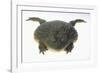 African Bullfrog-DLILLC-Framed Photographic Print