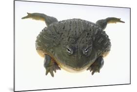 African Bullfrog-DLILLC-Mounted Photographic Print