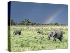 African Bush Elephant Family During Severe Storm, Maasai Mara , Kenya-Martin Zwick-Stretched Canvas