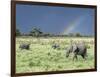 African Bush Elephant Family During Severe Storm, Maasai Mara , Kenya-Martin Zwick-Framed Photographic Print