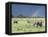 African Bush Elephant Family During Severe Storm, Maasai Mara , Kenya-Martin Zwick-Framed Stretched Canvas