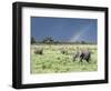 African Bush Elephant Family During Severe Storm, Maasai Mara , Kenya-Martin Zwick-Framed Photographic Print