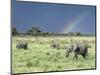 African Bush Elephant Family During Severe Storm, Maasai Mara , Kenya-Martin Zwick-Mounted Photographic Print