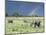 African Bush Elephant Family During Severe Storm, Maasai Mara , Kenya-Martin Zwick-Mounted Photographic Print