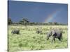 African Bush Elephant Family During Severe Storm, Maasai Mara , Kenya-Martin Zwick-Stretched Canvas