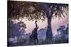 African Bush Elephant Feeding-Art Wolfe-Stretched Canvas