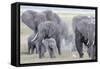 African Bush Elephant Herd, Amboseli National Park, Kenya-Martin Zwick-Framed Stretched Canvas