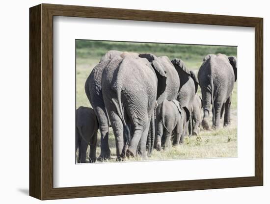 African Bush Elephant Herd, Amboseli National Park, Kenya-Martin Zwick-Framed Photographic Print