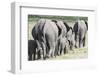 African Bush Elephant Herd, Amboseli National Park, Kenya-Martin Zwick-Framed Photographic Print