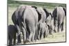 African Bush Elephant Herd, Amboseli National Park, Kenya-Martin Zwick-Mounted Photographic Print