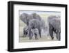 African Bush Elephant Herd, Amboseli National Park, Kenya-Martin Zwick-Framed Photographic Print