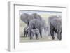 African Bush Elephant Herd, Amboseli National Park, Kenya-Martin Zwick-Framed Photographic Print