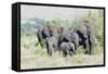 African Bush Elephant Herd, Maasai Mara, Kenya-Martin Zwick-Framed Stretched Canvas