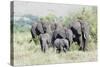 African Bush Elephant Herd, Maasai Mara, Kenya-Martin Zwick-Stretched Canvas