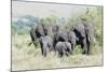 African Bush Elephant Herd, Maasai Mara, Kenya-Martin Zwick-Mounted Photographic Print