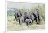 African Bush Elephant Herd, Maasai Mara, Kenya-Martin Zwick-Framed Photographic Print