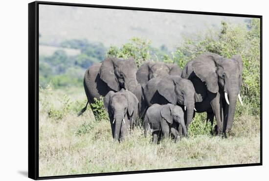 African Bush Elephant Herd, Maasai Mara, Kenya-Martin Zwick-Framed Stretched Canvas