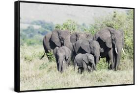 African Bush Elephant Herd, Maasai Mara, Kenya-Martin Zwick-Framed Stretched Canvas