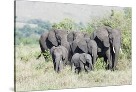 African Bush Elephant Herd, Maasai Mara, Kenya-Martin Zwick-Stretched Canvas