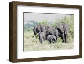 African Bush Elephant Herd, Maasai Mara, Kenya-Martin Zwick-Framed Photographic Print