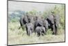 African Bush Elephant Herd, Maasai Mara, Kenya-Martin Zwick-Mounted Photographic Print