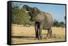 African Bush Elephant (Loxodonta Africana) Eating from a Tree-Michael Runkel-Framed Stretched Canvas