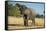 African Bush Elephant (Loxodonta Africana) Eating from a Tree-Michael Runkel-Framed Stretched Canvas