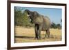 African Bush Elephant (Loxodonta Africana) Eating from a Tree-Michael Runkel-Framed Photographic Print