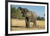 African Bush Elephant (Loxodonta Africana) Eating from a Tree-Michael Runkel-Framed Photographic Print