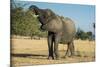 African Bush Elephant (Loxodonta Africana) Eating from a Tree-Michael Runkel-Mounted Photographic Print